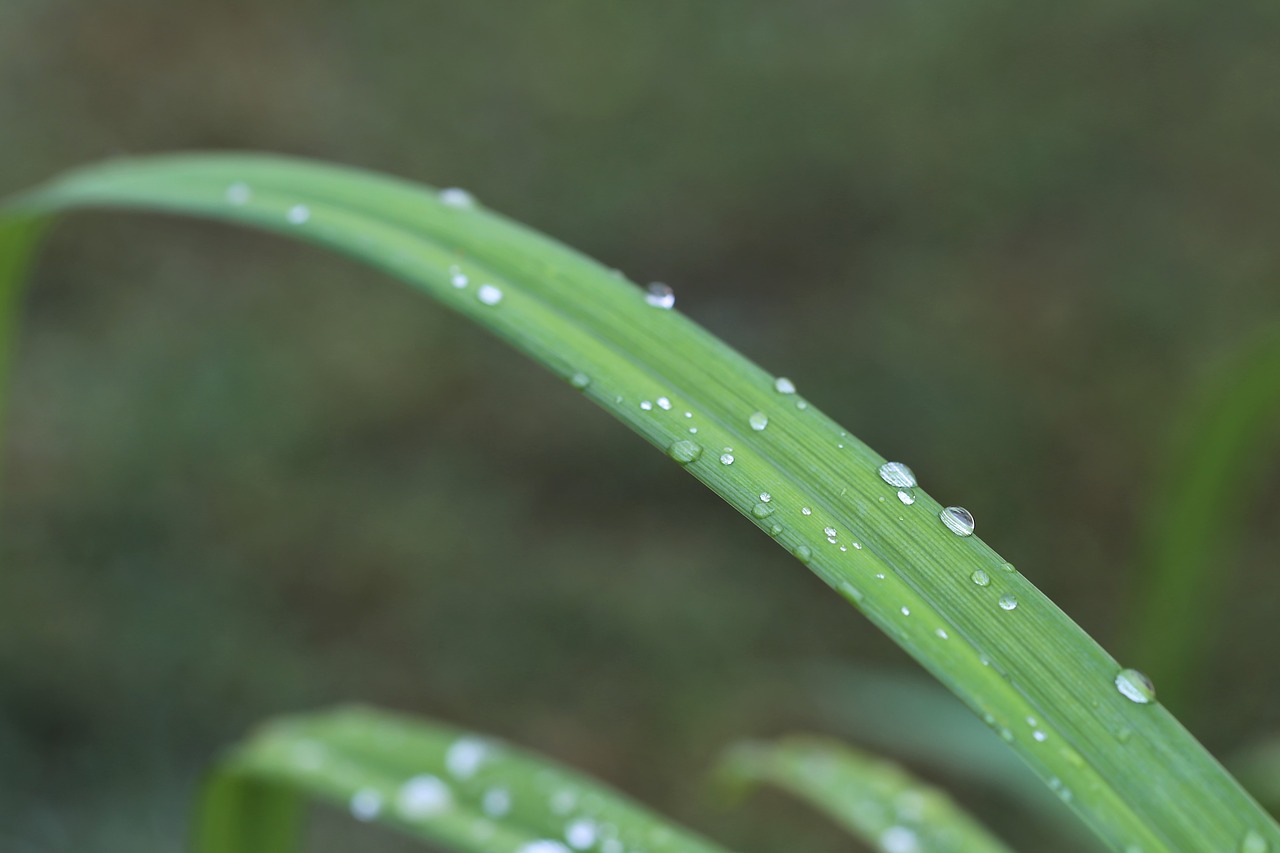 grass  rain drops  macro free photo