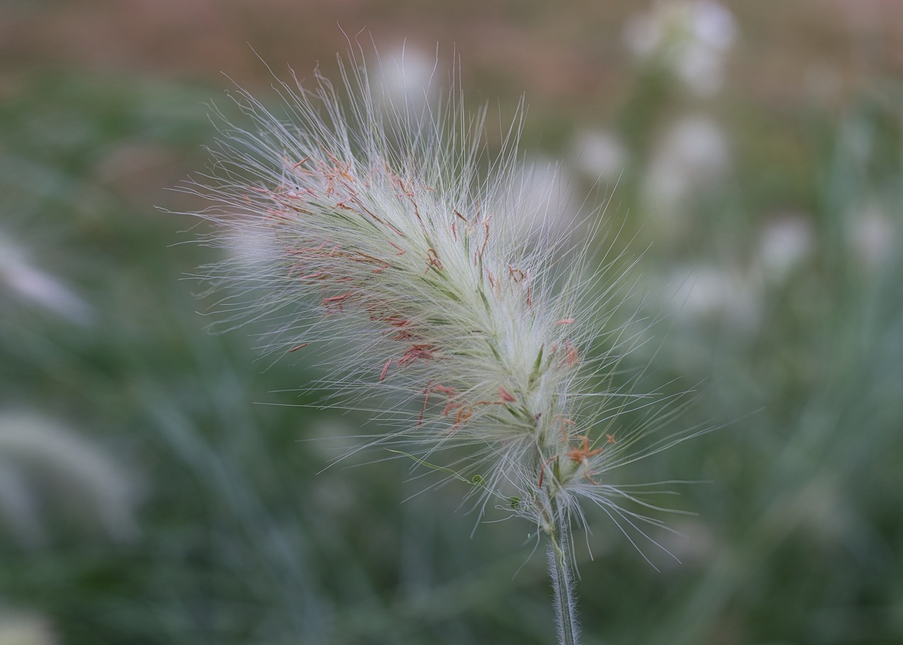 grass  blossom  bloom free photo