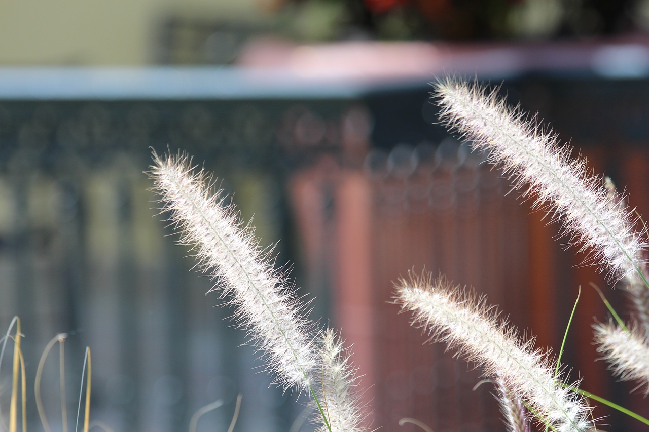 grass  dry grass  plant free photo