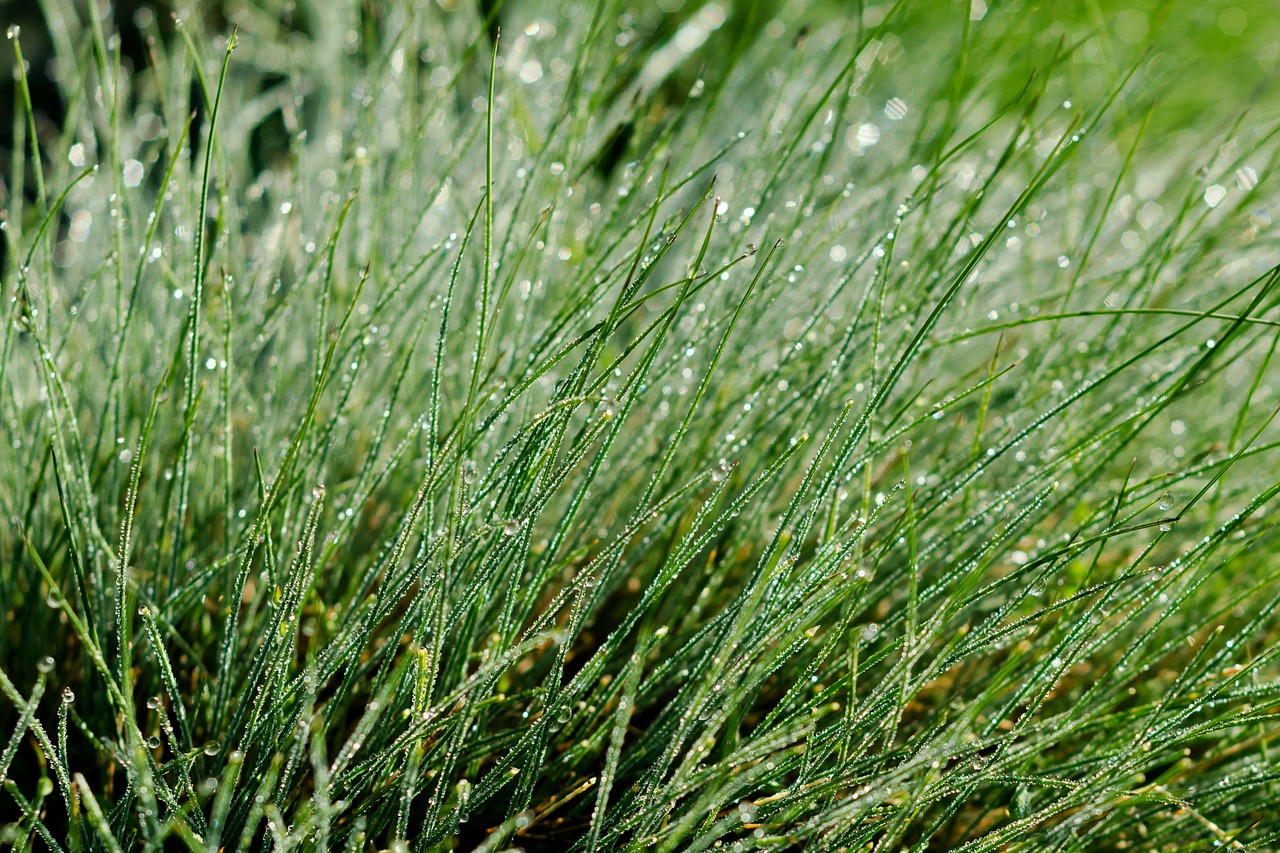 grass  dew  green free photo