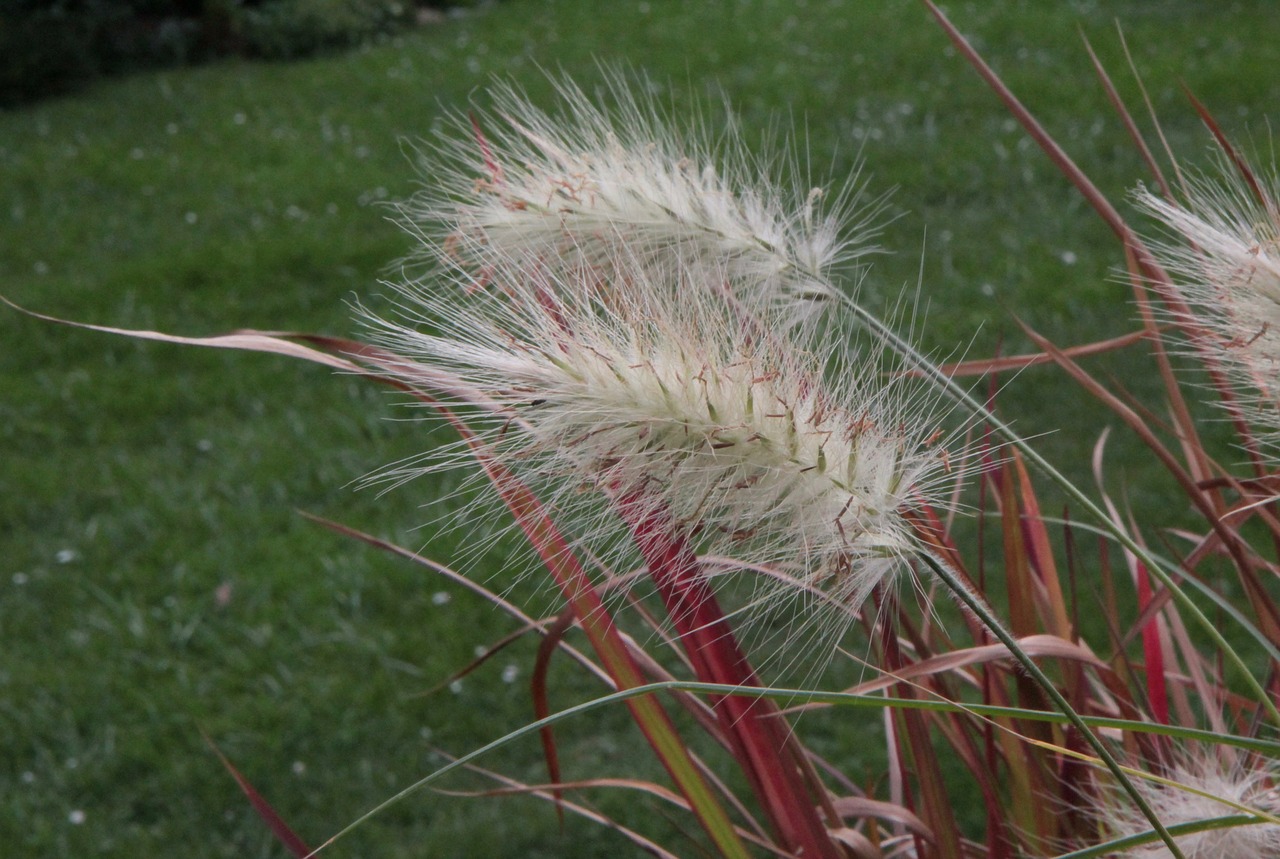 grass  perennial  plant free photo