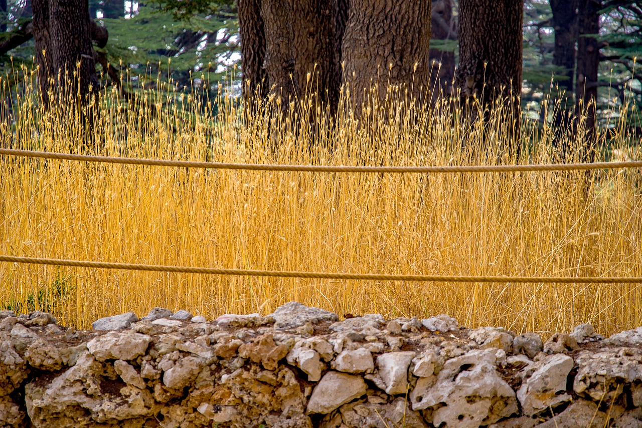 grass  high  dry free photo