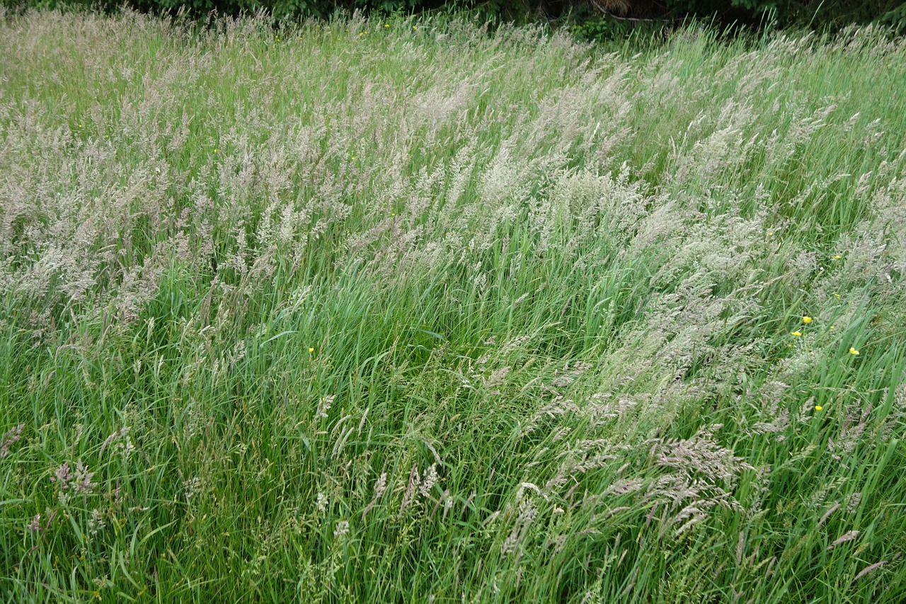 grass wind summer free photo