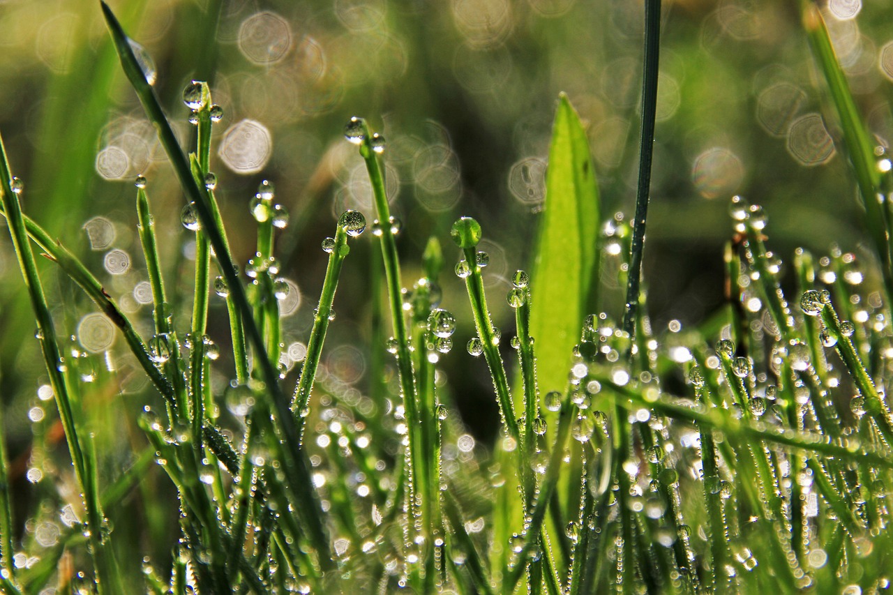 grass  drops free pictures free photo