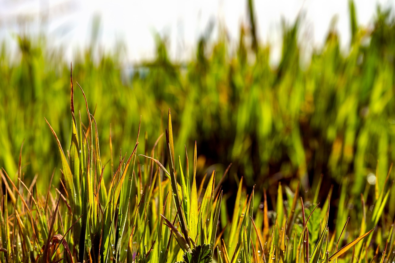 grass  green  nature free photo