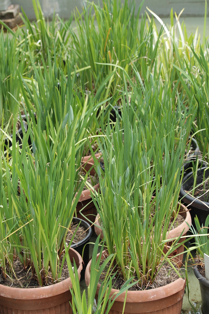 grass  irises  green free photo