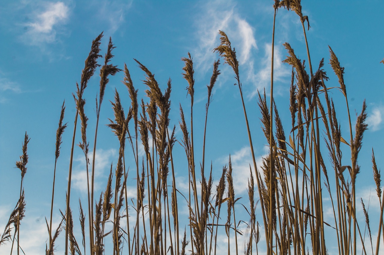grass  bay  reeds free photo