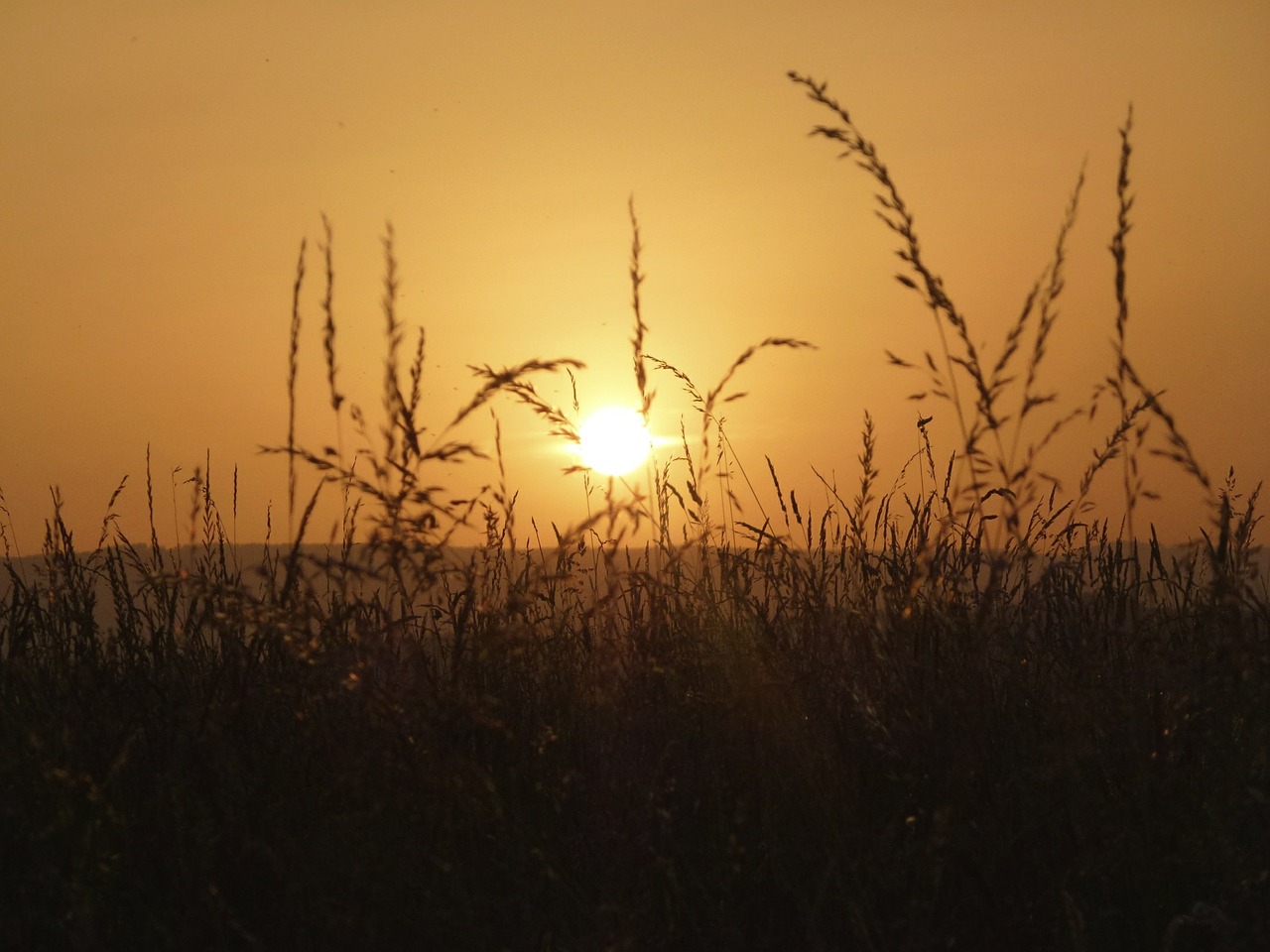 grass sun nature free photo