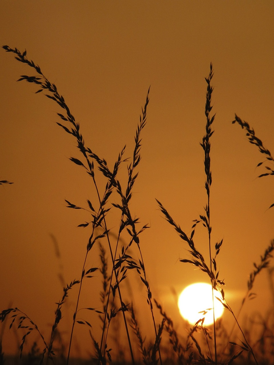 grass sun nature free photo