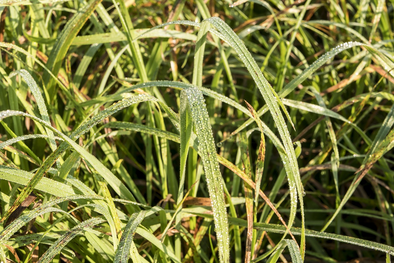 grass  drop of water  summer free photo