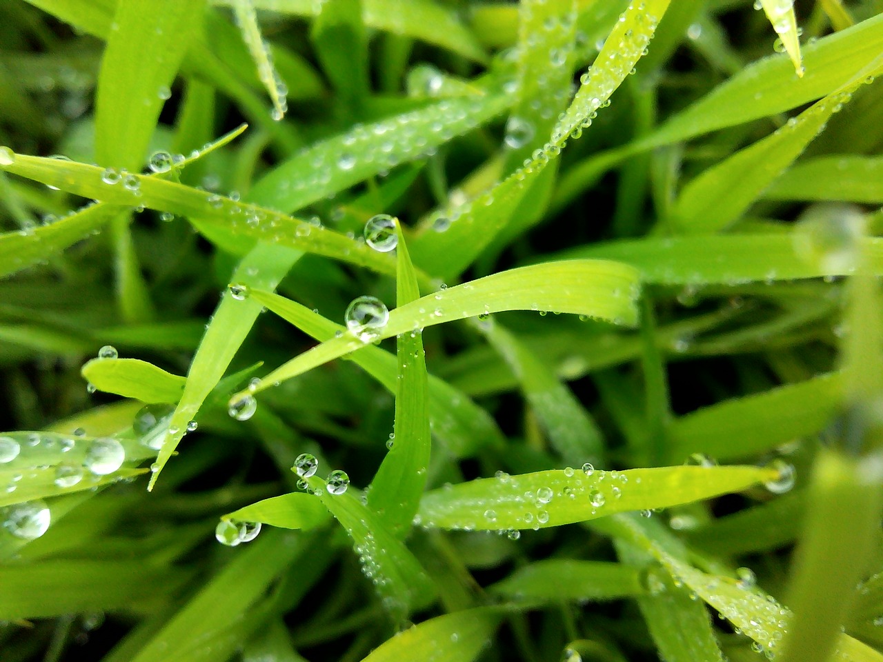 grass  water  tree free photo