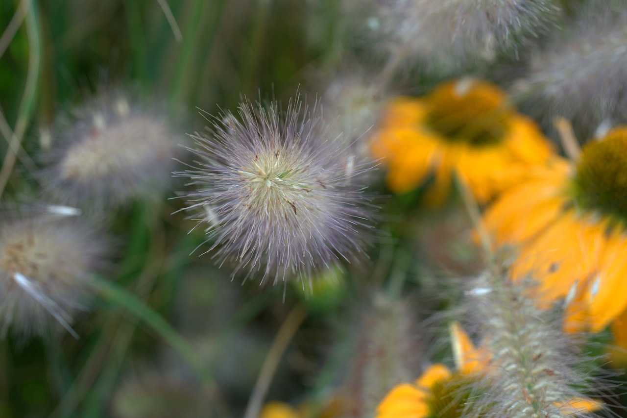 grass  autumn  plant free photo