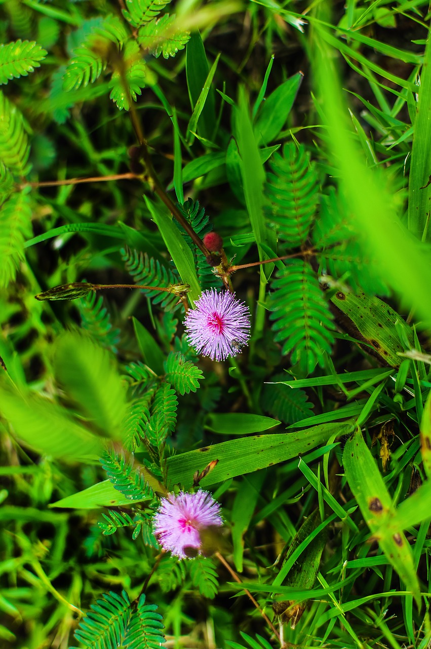 grass  weed  plant free photo