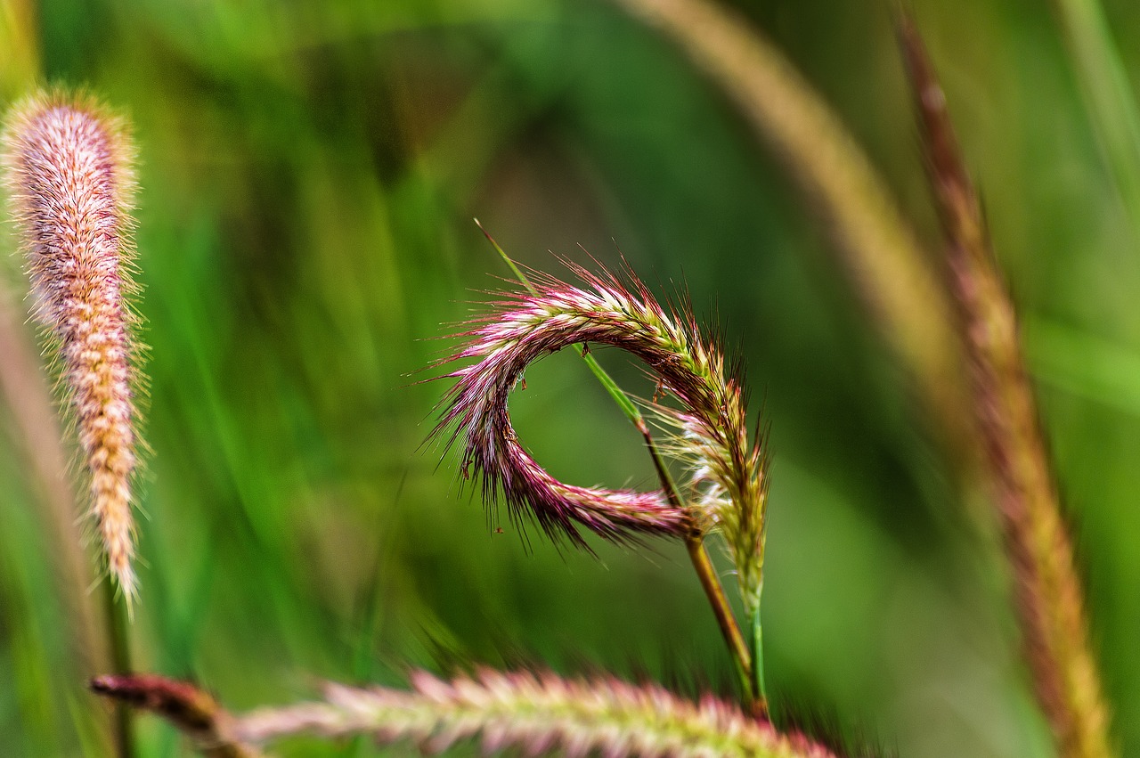 grass  weed  plant free photo