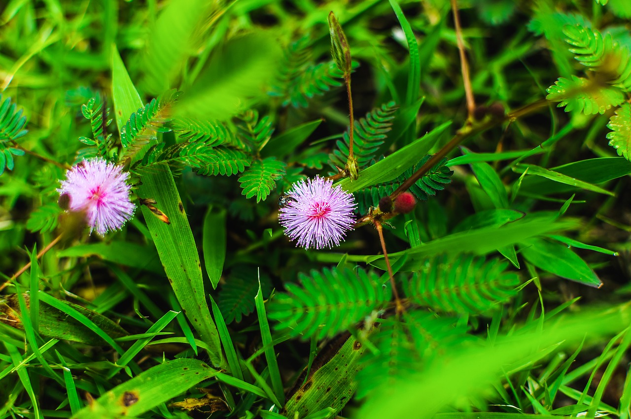 grass  weed  plant free photo