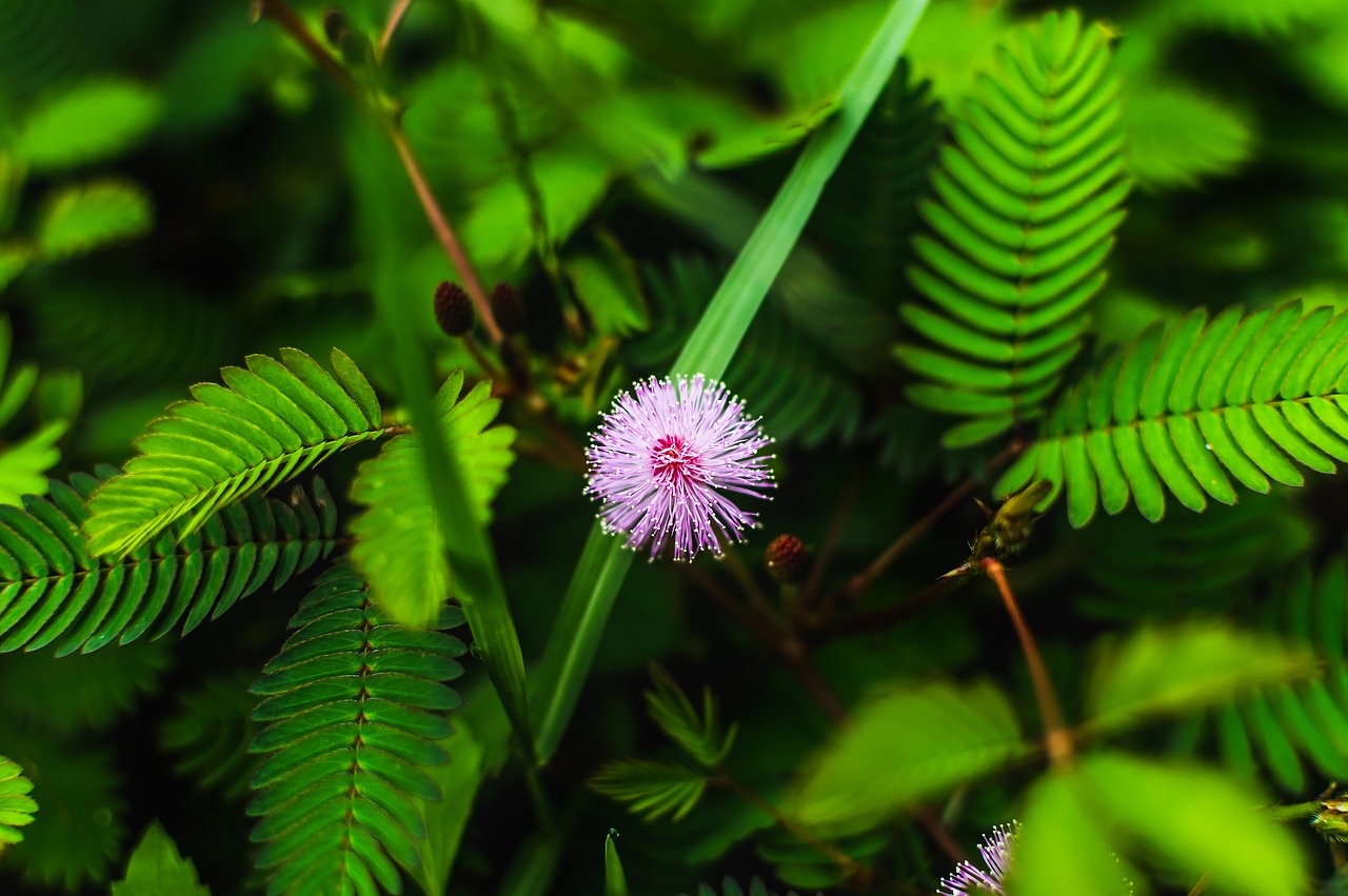 grass  weed  plant free photo