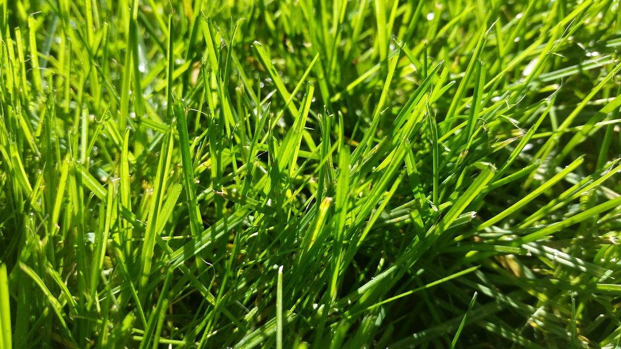 grass  green  nature free photo