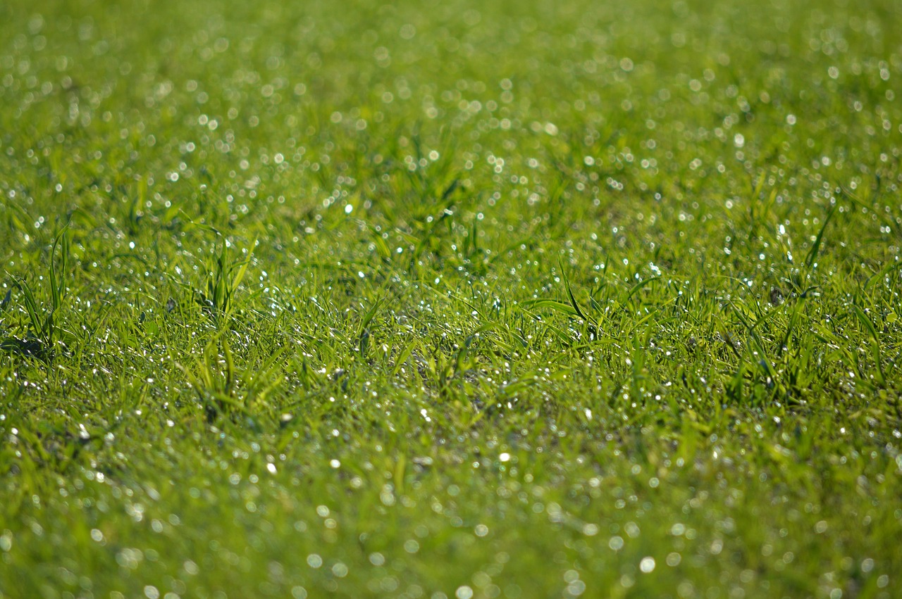 grass  green  nature free photo