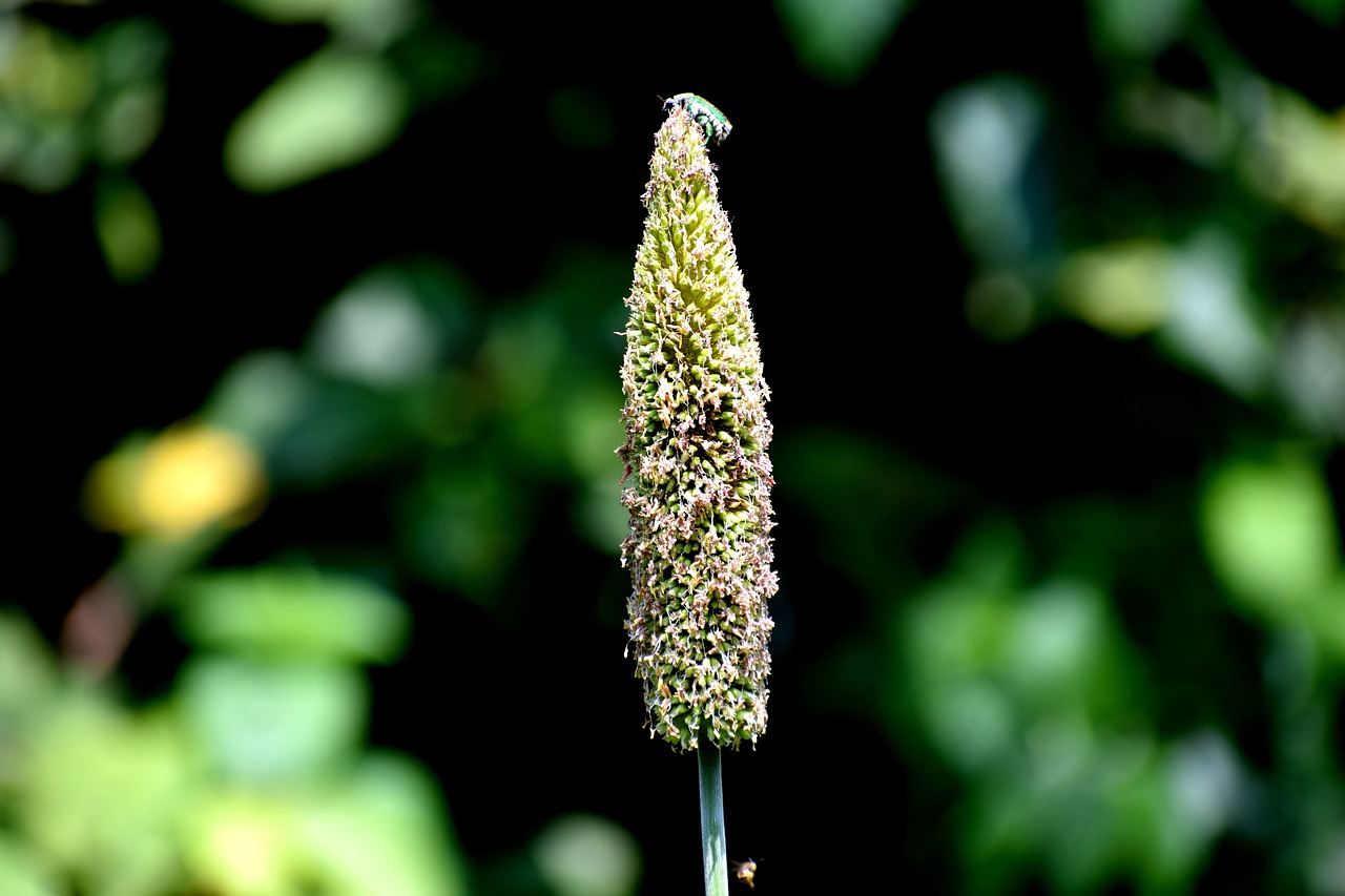 grass  insect  nature free photo