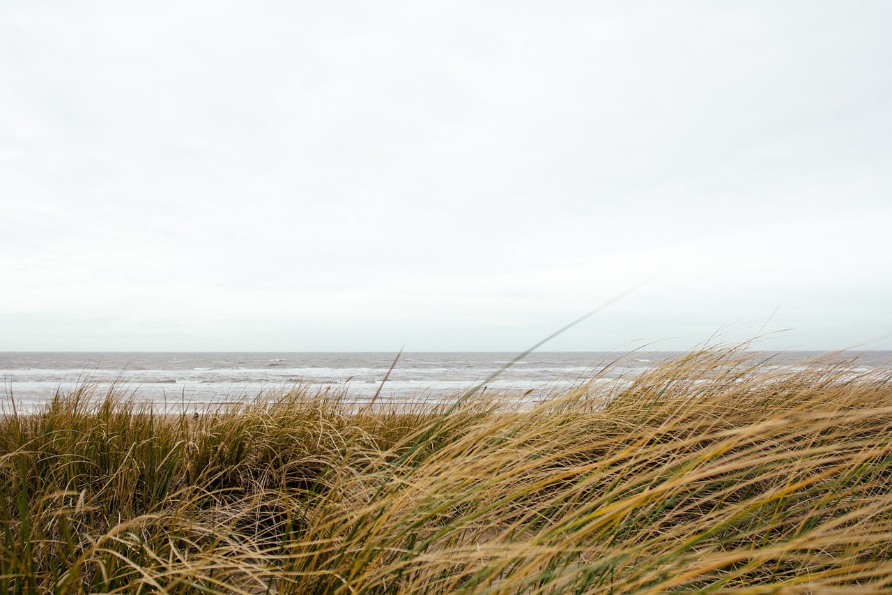 grass beach ocean free photo