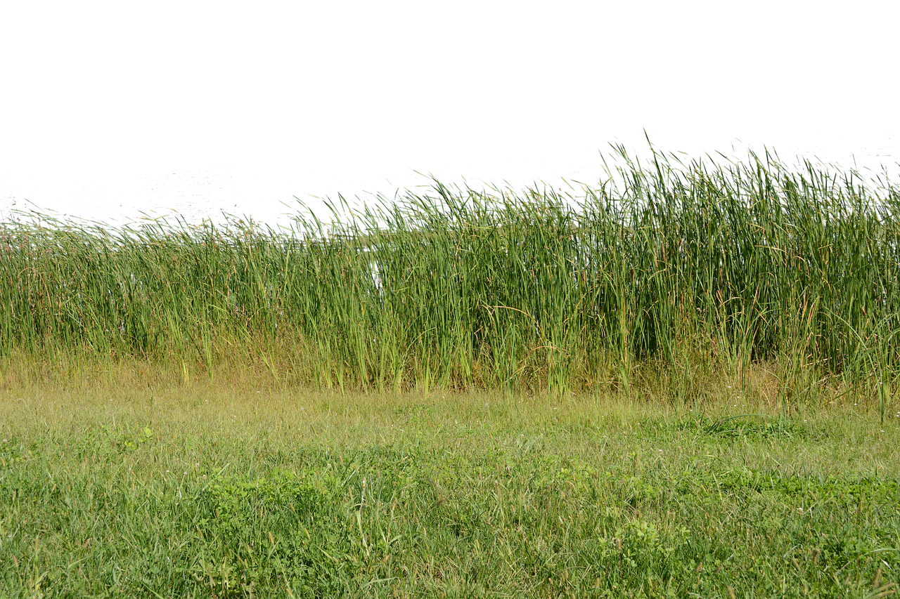 grass  grass no background  nature free photo