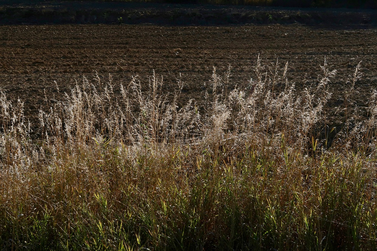 grass  blades of grass  grasses free photo