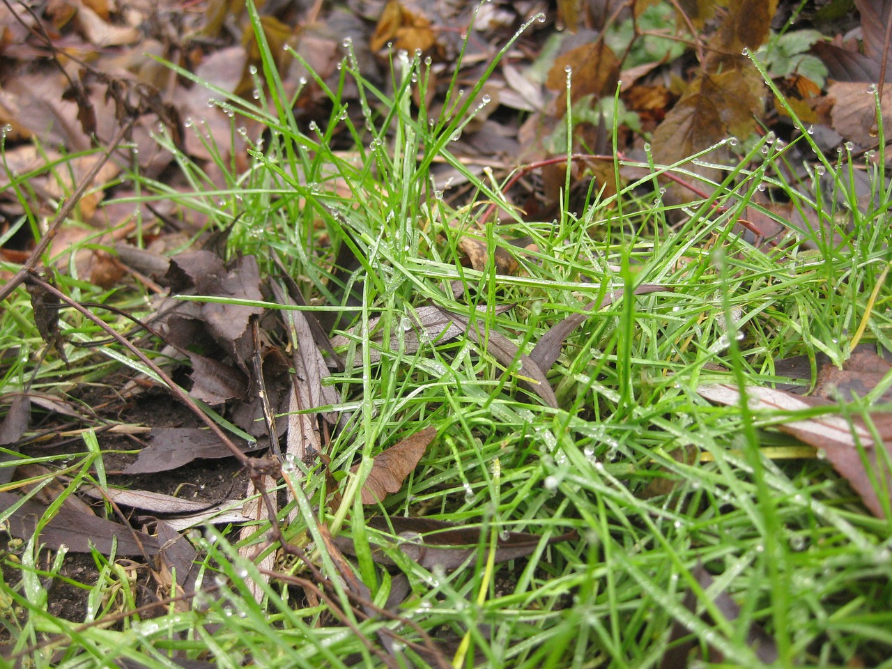 grass nature macro free photo