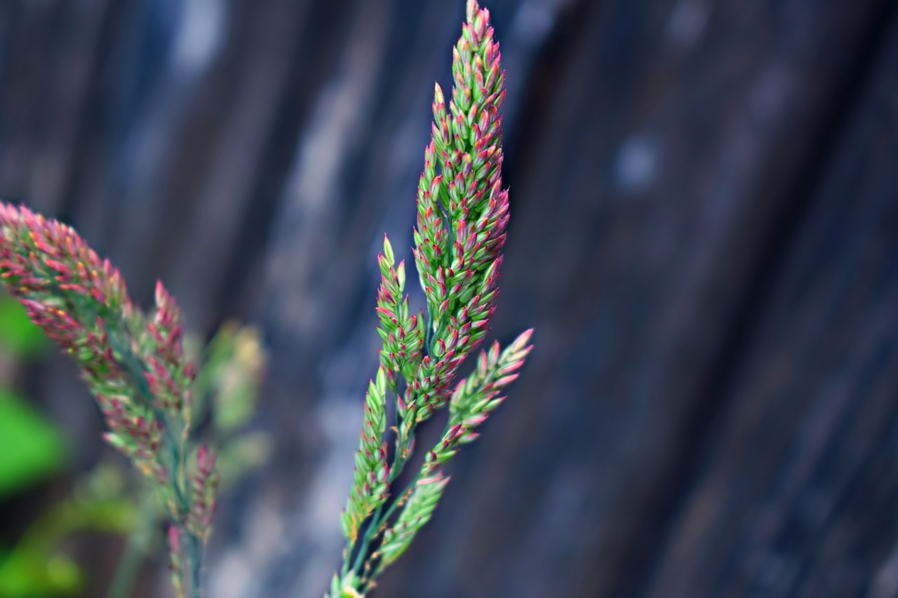 grass  macro  plant free photo