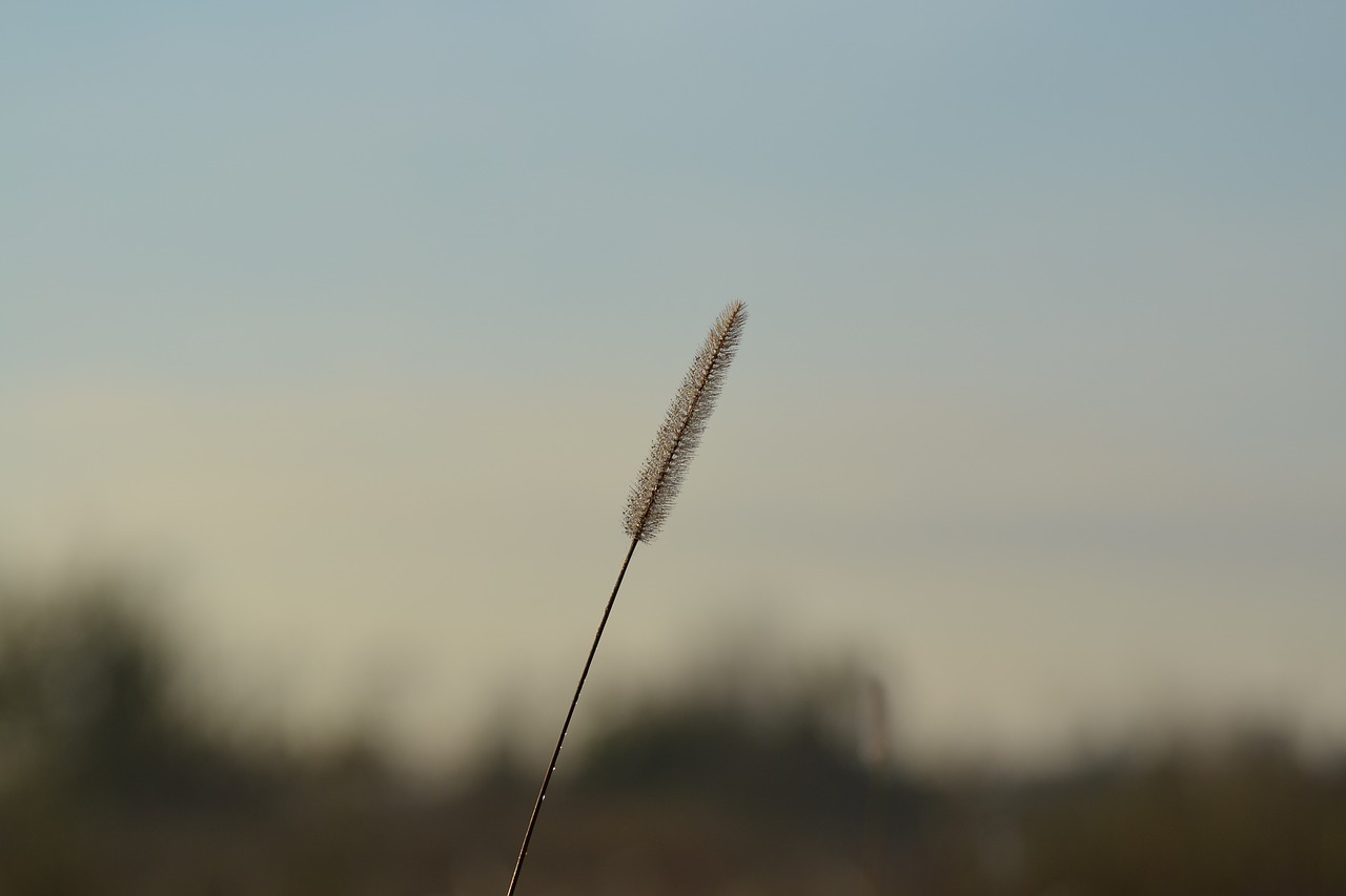 grass  dew  morning free photo