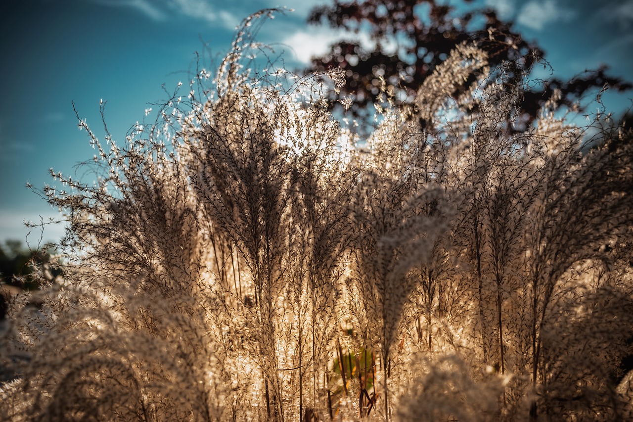 grass  sunset  nature free photo