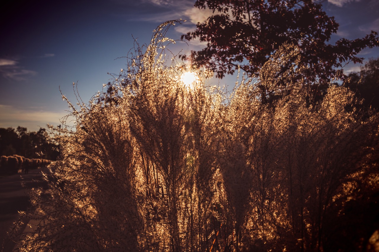 grass  sunset  nature free photo