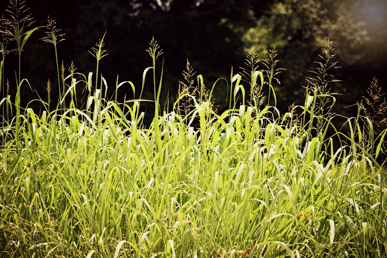 grass grenn summer free photo
