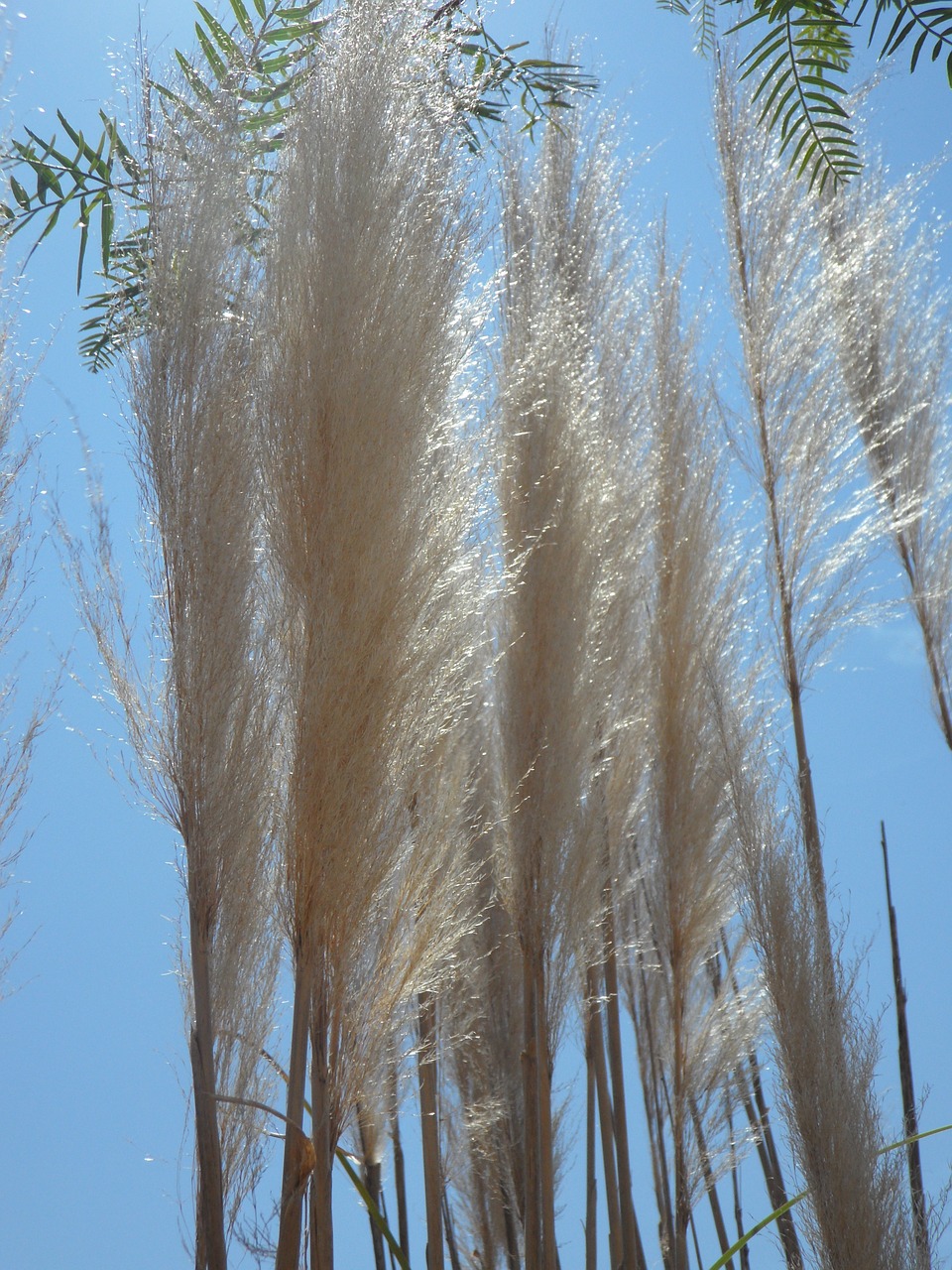 grass reed nature free photo