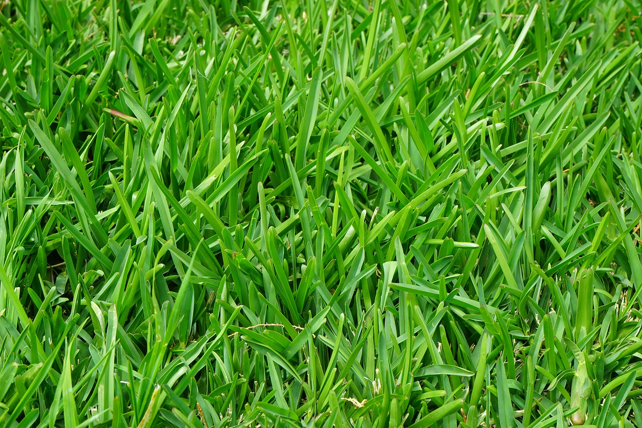 grass rush juicy free photo