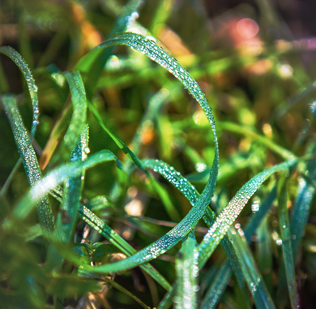 grass  rosa  autumn free photo