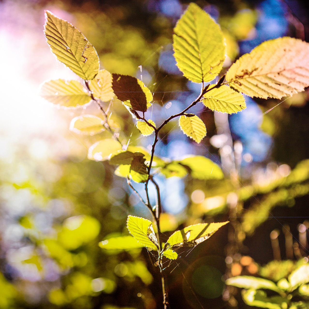 grass  rosa  autumn free photo