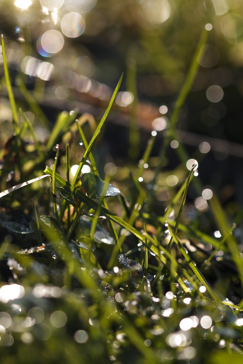 grass  dew  drip free photo