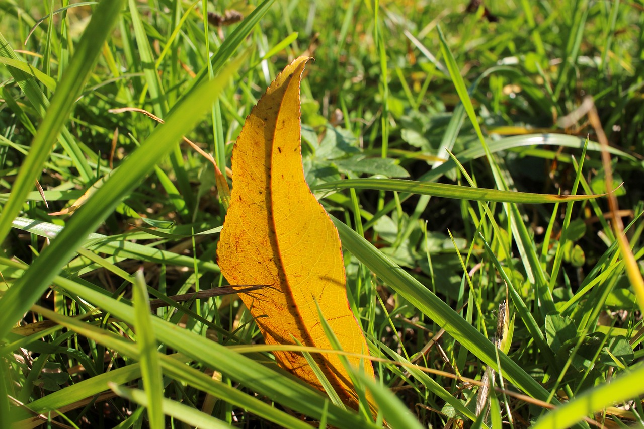 grass  meadow  leaf free photo