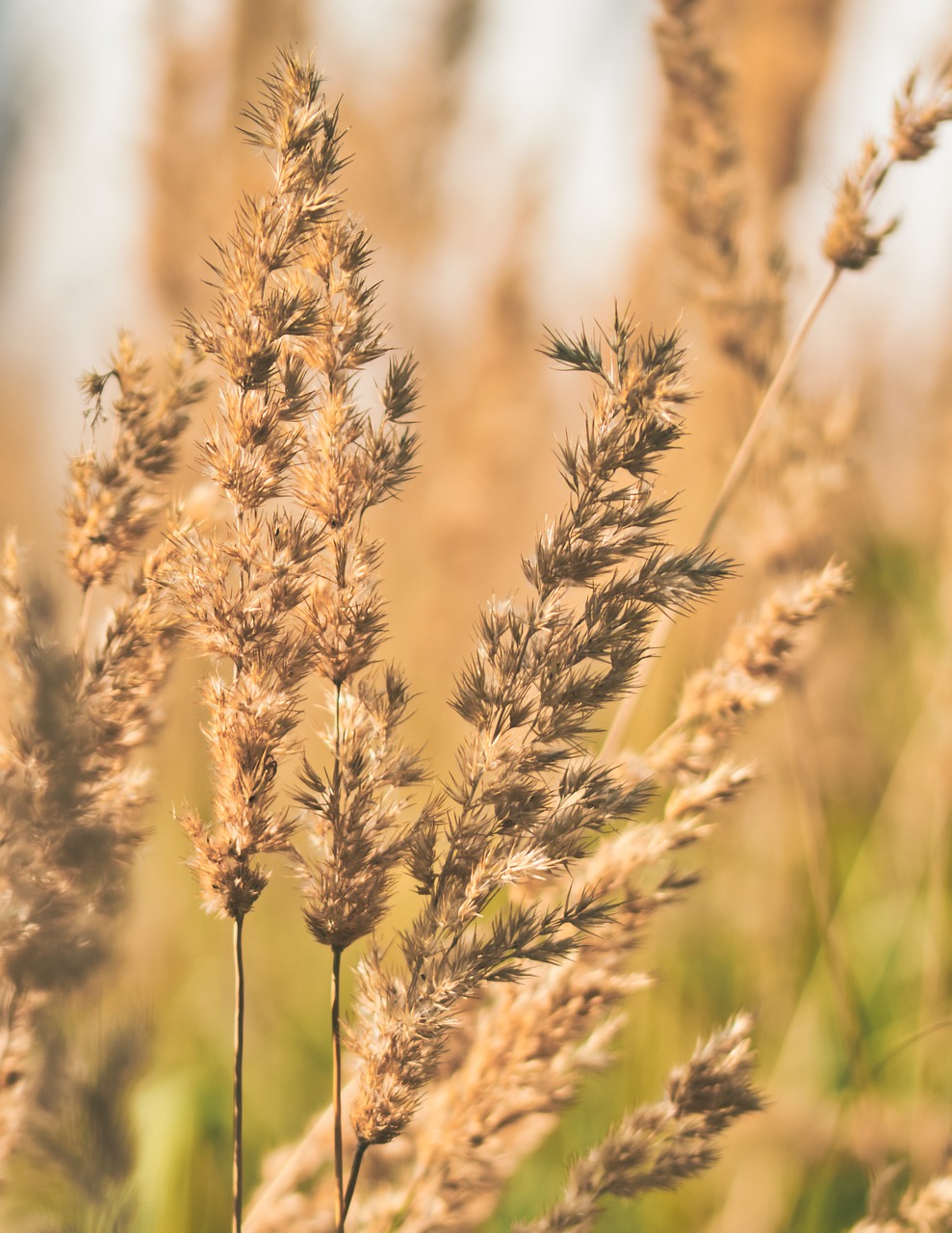 grass  grasses  meadow free photo