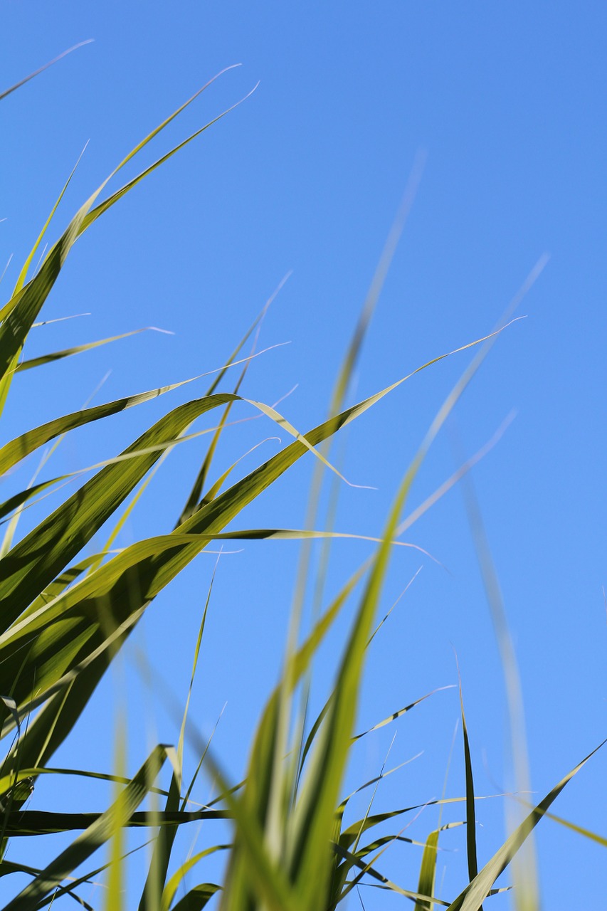 grass leaves meadow free photo