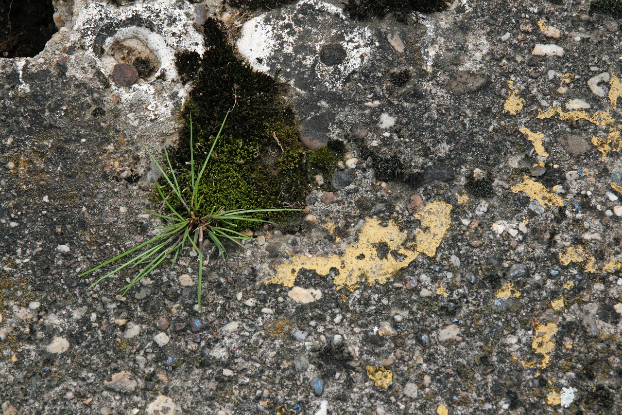 grass  moss  stones free photo