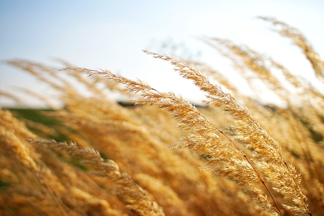 grass  grain  flowers free photo