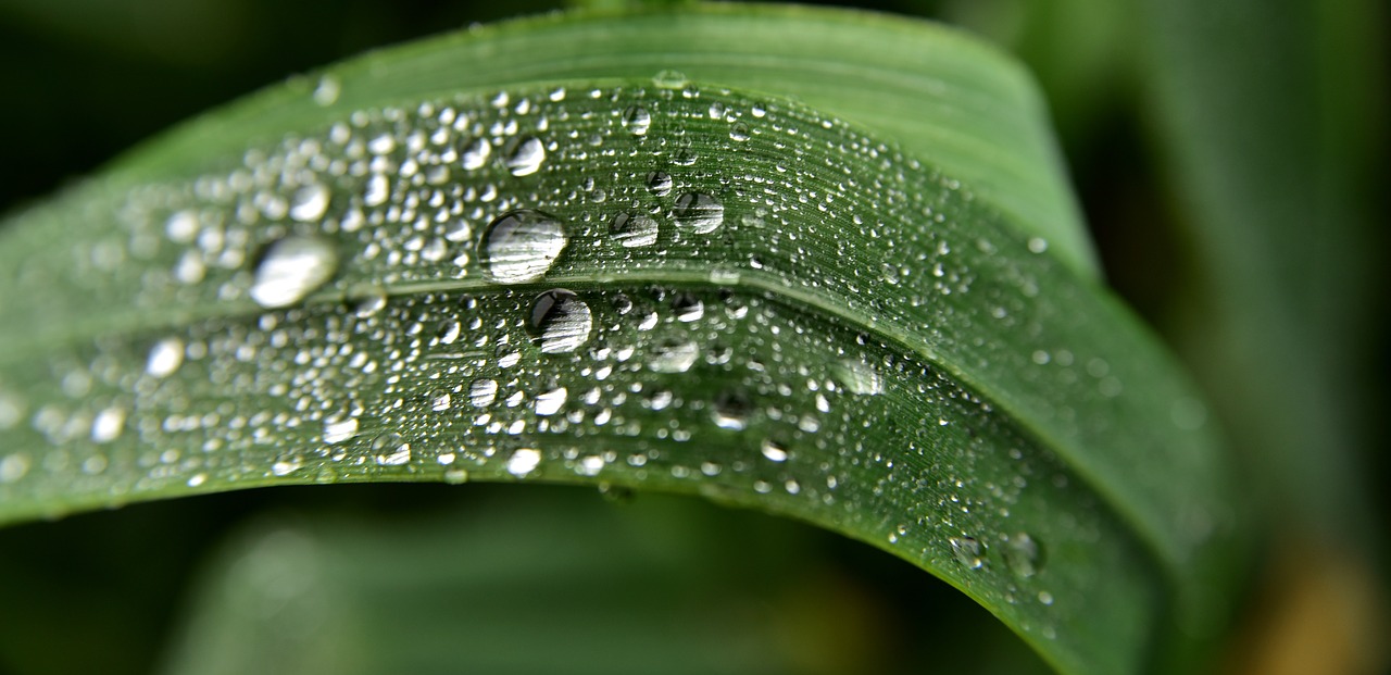 grass  drip  nature free photo