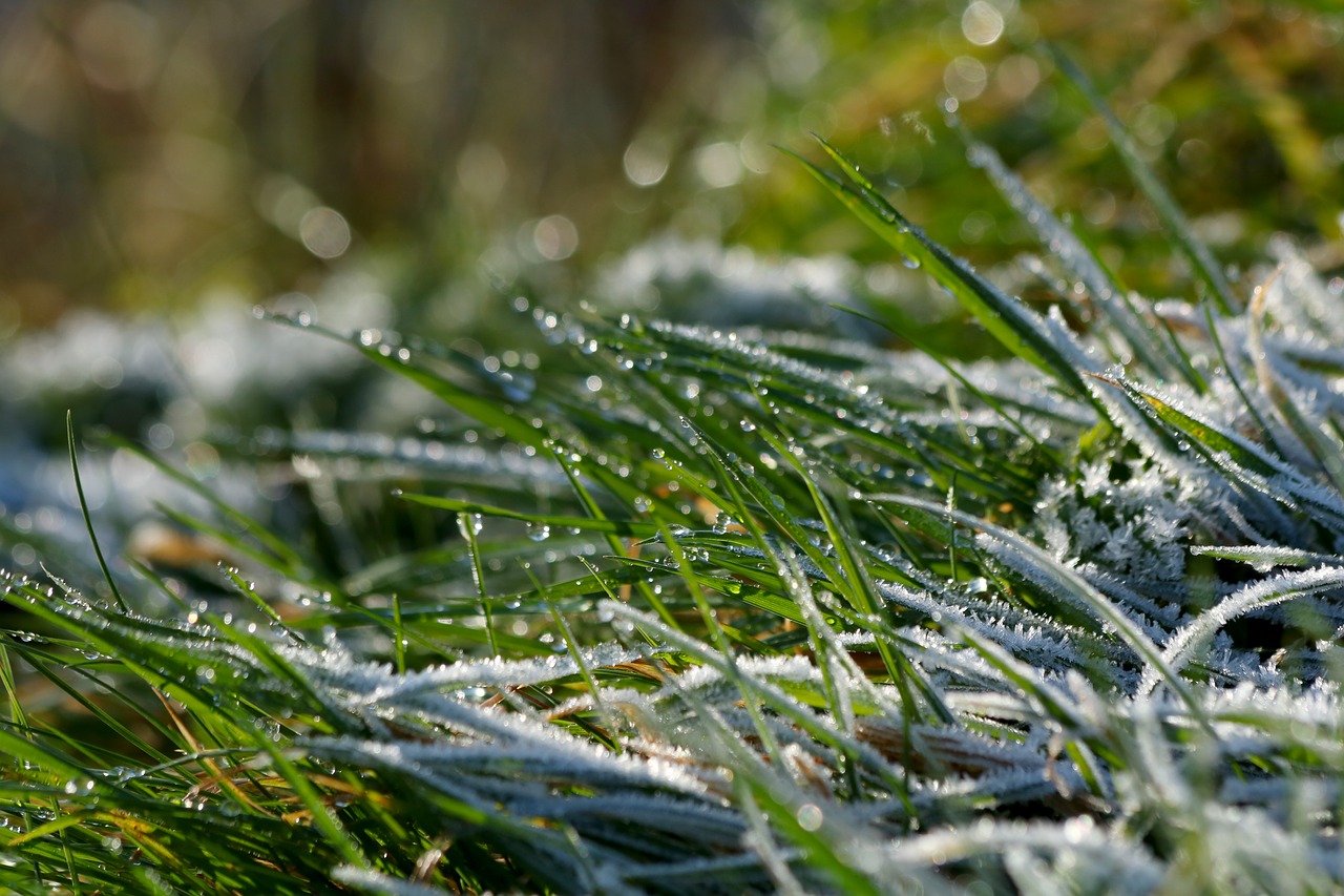 grass  icing  frost free photo