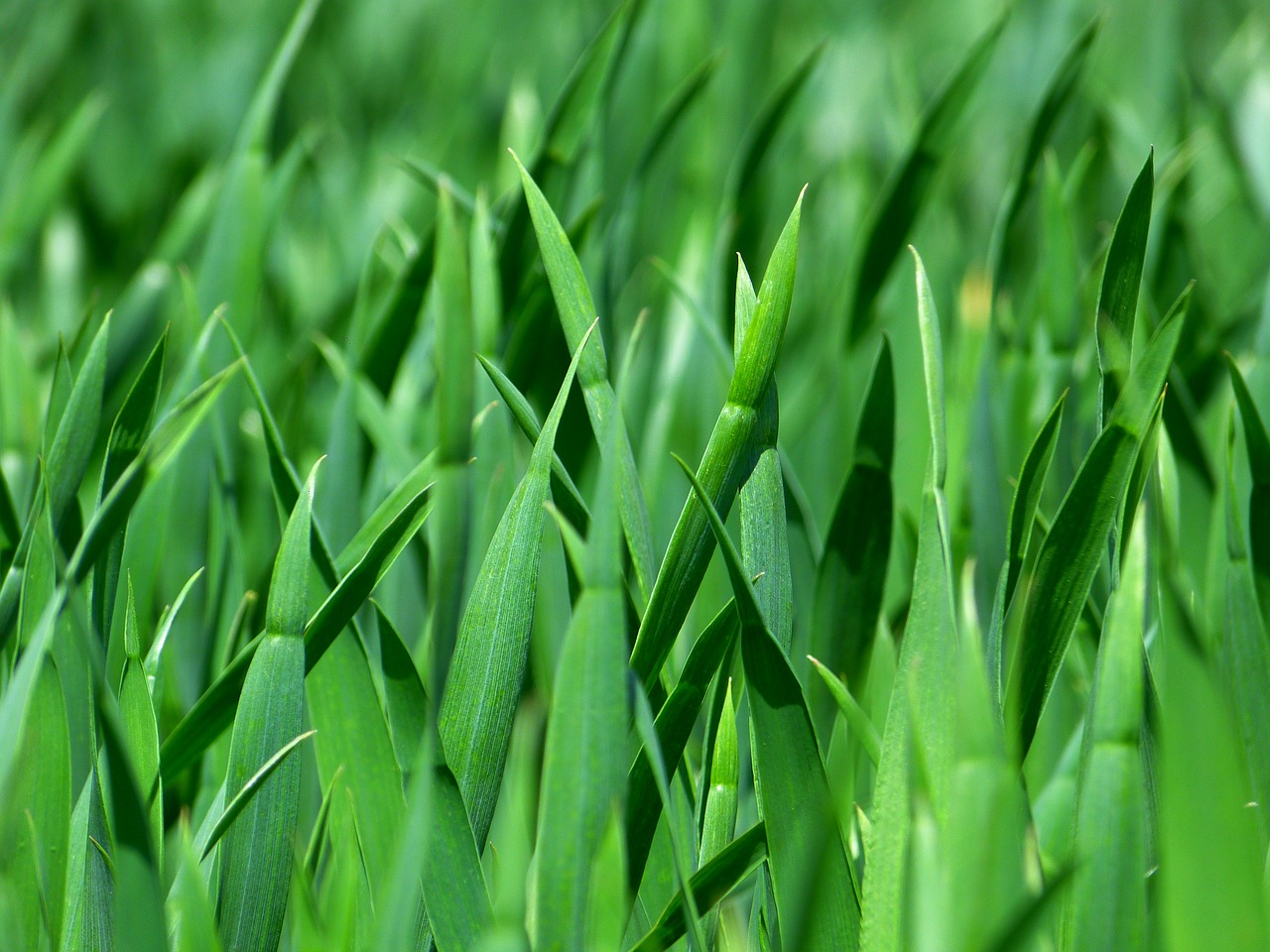 grass blades of grass nature free photo