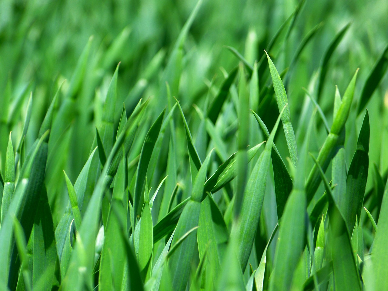 grass blades of grass nature free photo