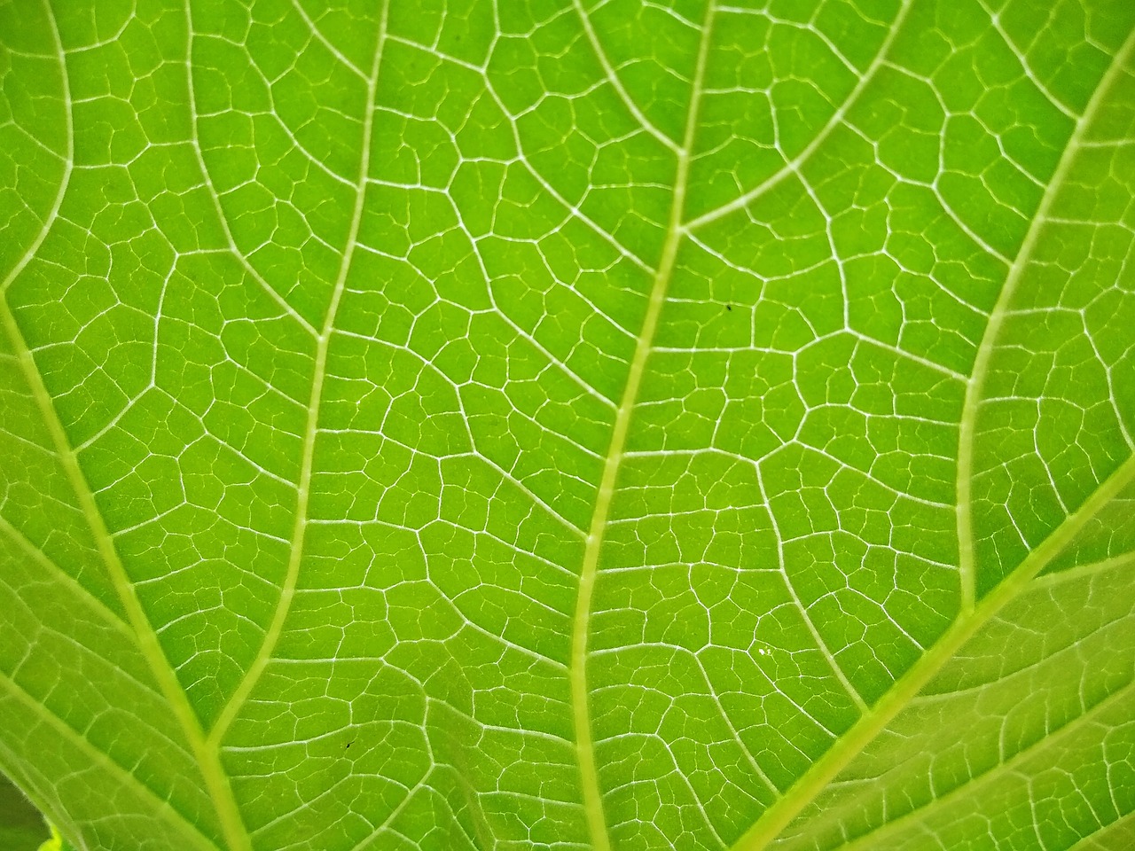 grass  leaf  flower free photo