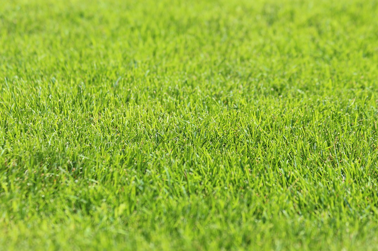 grass  lawn  green grass free photo