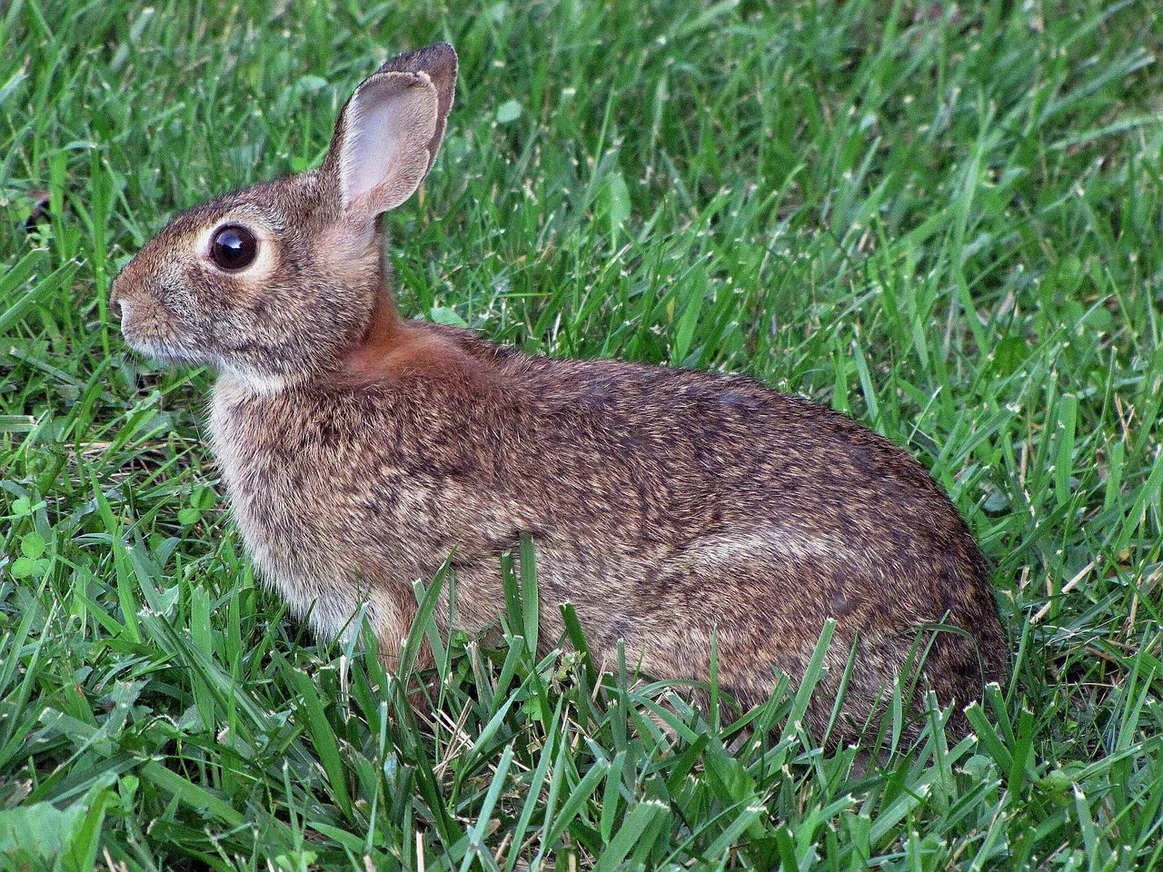 grass spring rabbit free photo