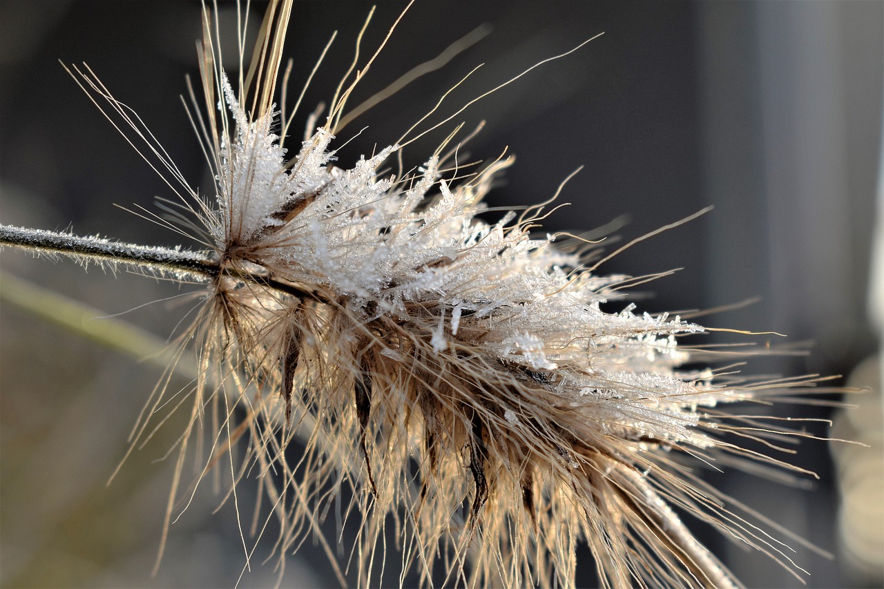 grass  frozen  frost free photo